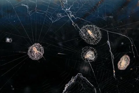 Spider moth caught in its web Stock Photos