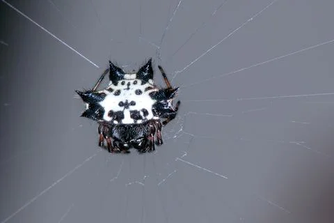 Spider moth caught in its web Stock Photos