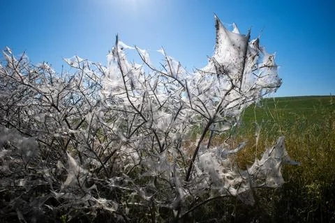 Spider moth has completely spun in a shrub Stock Photos