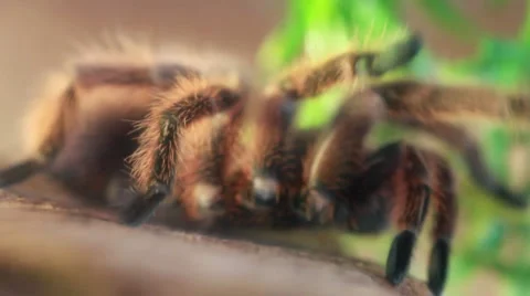 Spider on the move Stock Footage 1011260