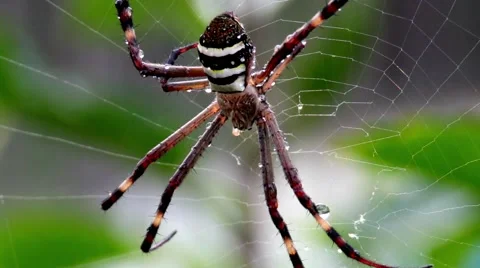 Spider moves across it's web in the morning light. Video stock 67431943