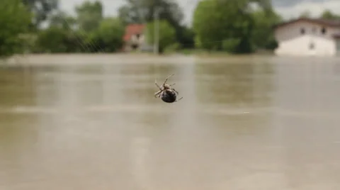 Spider moves and create cobweb in focus, river flooded house in the background. Stock Footage 38939419