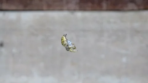 Spider moves hanging from its web Stock-Footage 301832424