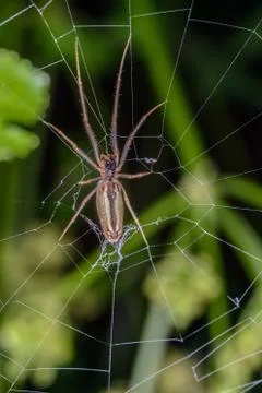 The Spider Moves  in her Web Stock Photos
