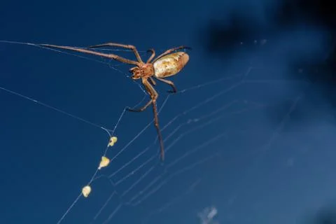 The Spider Moves in her Web Foto stock