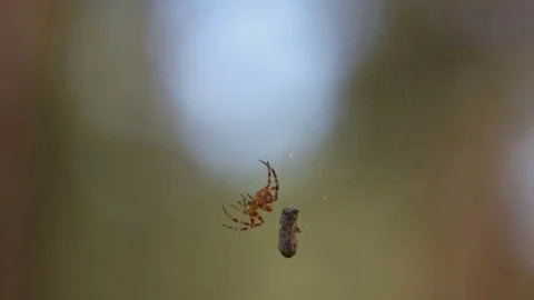Spider moves to the prey on a swinging web Stock Footage 83680813