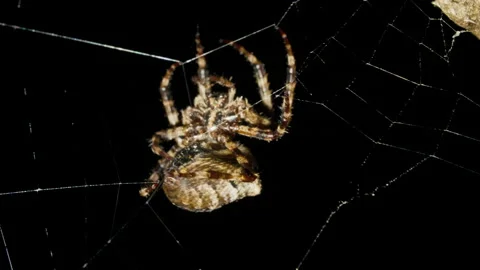 Spider moves in spider web at night and find the victim Stock Footage 207730095
