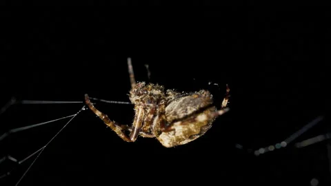 Spider moves in spider web at night and find the victim Video stock 222741032