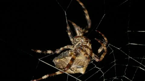 Spider moves in spider web at night and find the victim Video stock 224114317