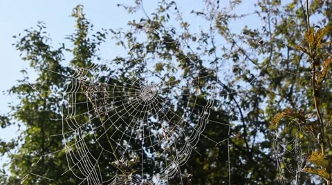 The spider moves on the web. Stock Footage 63361769