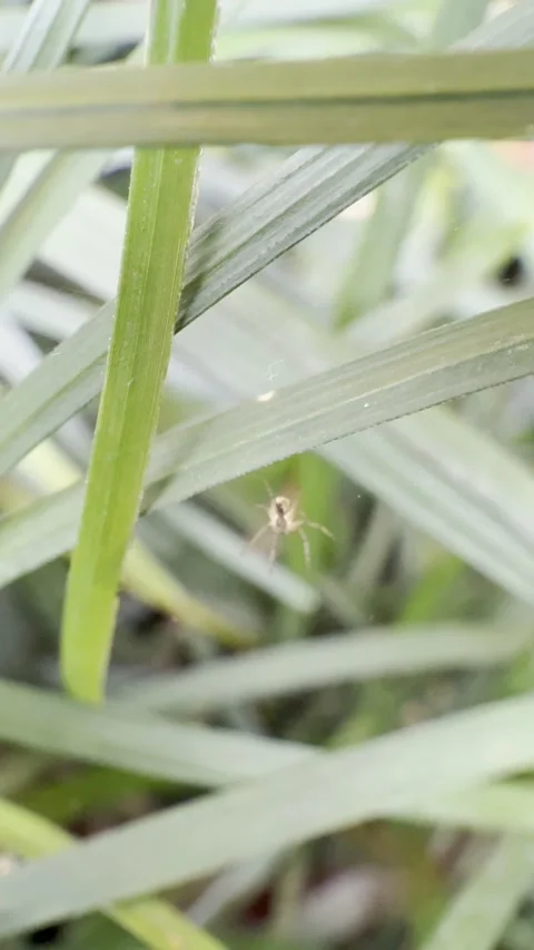Spider Moving Between Long Green Leaves in Soft Tropical Close Up Stock Footage 346707577