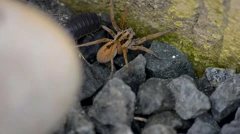Spider moving between the stones Stock Footage 49319806