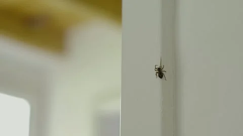 Spider moving doorway Stock Footage 248993483