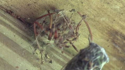 Spider moving to eat a cicada Vidéo 66474440