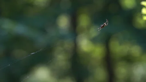 Spider Moving on Its Web Video stock 313341513
