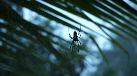 Spider Moving On Its Web Inside Malaysian Tropical Forest Video stock 34632039
