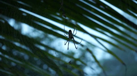 Spider Moving On Its Web Inside Malaysian Tropical Forest Stock Footage 34731252