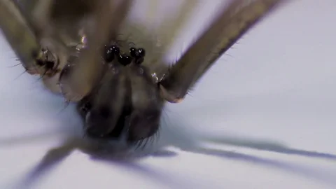 Spider With Moving Shadow Stock Footage 81355463