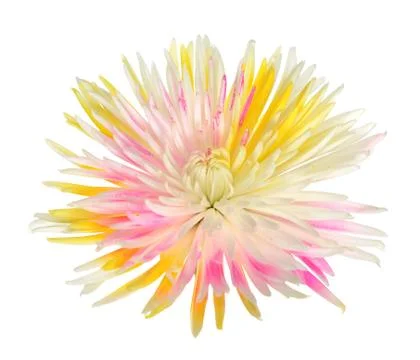 Spider mum Stock Photos