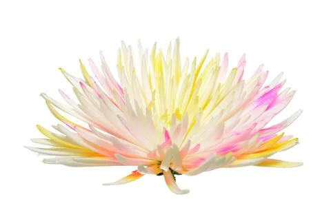 Spider mum Stock Photos