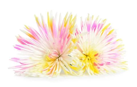 Spider mum Stock Photos