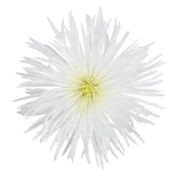 Spider mum Stock Photos