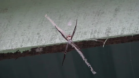 Spider In Myanmar Stock Footage 107217428