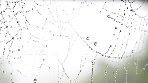 Spider natural slow motion Video stock 120545898