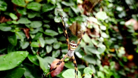 Spider in nature  Video stock 100695232