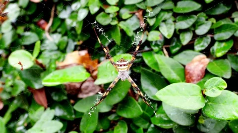 Spider in nature  Video stock 100877525