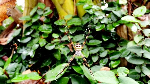 Spider in nature  Stockbeeldmateriaal 100877632