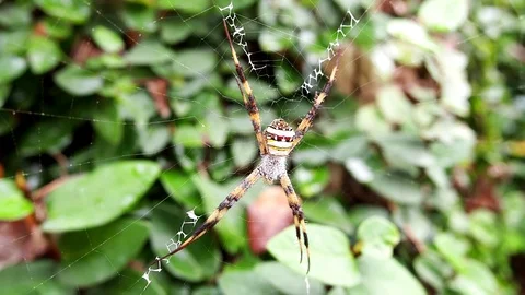 Spider in nature  Video stock 100877846