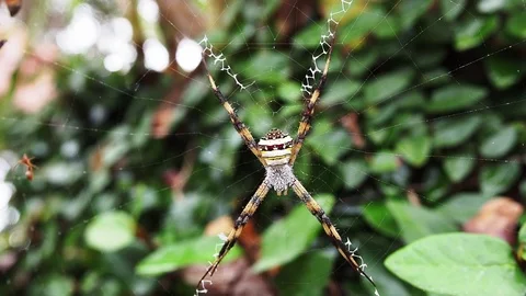 Spider in nature  Video stock 101227279