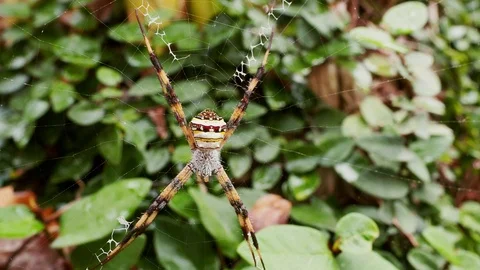 Spider in nature  Video stock 101227349