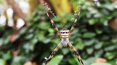 Spider in nature  Video stock 101227498