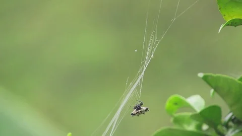Spider nature insect web Stock Footage 93440600