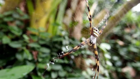 Spider in nature (slow motion) Video stock 100695241