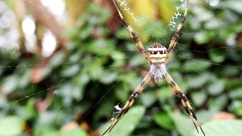 Spider in nature (slow motion) Stock Footage 100695261