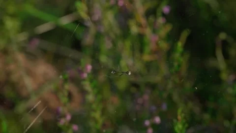 Spider Neriene emphana Stock Footage 321945431
