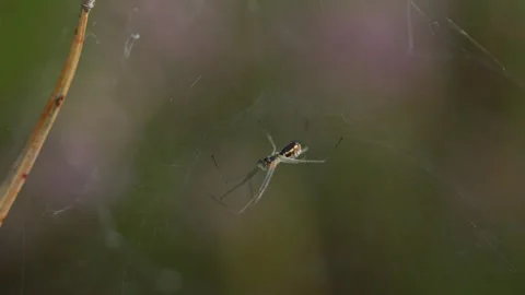 Spider Neriene emphana Stock Footage 321945467