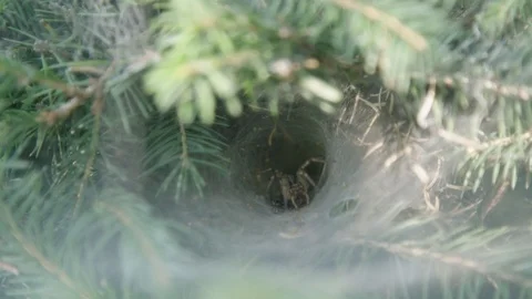 Spider nest in a bush Video stock 89530796