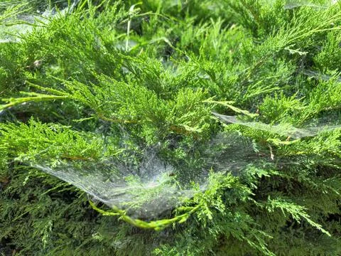 Spider nest on a bush. Stock Photos