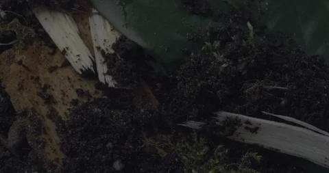 Spider Nest Close Up Macro Stock Footage 88397190