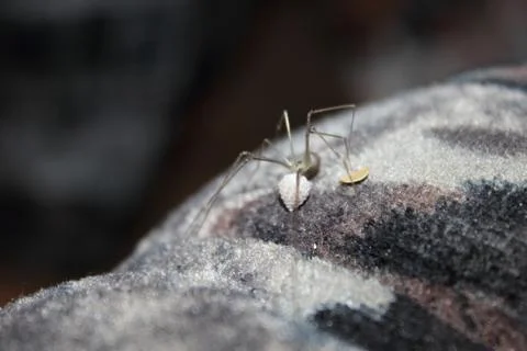 Spider with a nest of eggs Foto stock