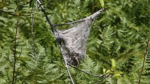 Spider Nest 動画素材 46951135