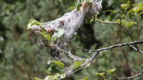 Spider Nest Stock Footage