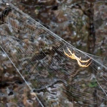 Spider in nest, in front of blur pool wall Stock Photos