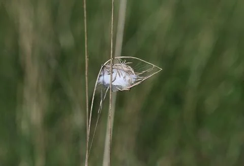 Spider nest in the grass Stock Photos