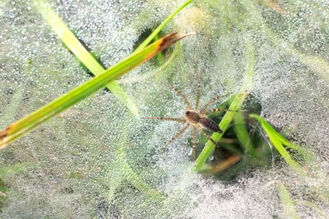 Spider nest Stock Photos