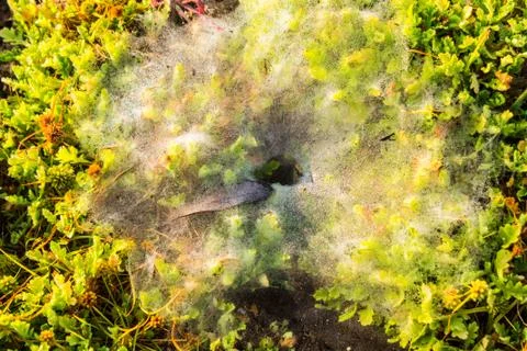 Spider nest. Foto stock